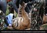 Camnews
