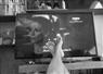 Camnews